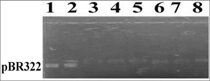 DNA protection assay using C. limon leaves extract (diluted in methanol). Lanes 1-3 represent control, lane 1; pBR322 DNA in TAE buffer, lane 2; DNA with solvent (DMSO), and lane 3; contained DNA with FR. Lanes 4-8 contained DNA, FR and different concentrations of PE (in order of DNA, PE and FR). PE concentrations were 100, 200, 400, 600, 800 and 1000 ppm, respectively.