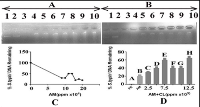 Effect of A. mexicana on Salmonella typhi DNA and protection by C. limon leaves extract. Panel (A) Lane 1: control i.e. DNA in TAE buffer, lane 2: DNA in DMSO and TAE, lane 3: DNA with FR; lanes 4-10 contained DNA, A. mexicana in increasing concentrations from 90000, 100000, 110000, 120000, 130000, 140000 and 150000ppm, respectively. Panel (B) The lane 1: control i.e. DNA in TAE buffer, lane 2: DNA, DMSO and TAE, lane 3: DNA with FR. Lanes 4-10: DNA, A. mexicana 150000ppm in each and varying concentrations of lemon leaves extract. The order addition was DNA, C. limon leaves extract and A. mexicana extract. The lemon leaves extract concentrations were 2500, 5000, 7500, 10000, 12500 and 15000 ppm, respectively. AM= A. mexicana; CL= C. limon; panel C: representsan estimate of data from panel A, lanes 1, 4 to 10, respectively; panel D: represents an estimate of data from panel B, lanes 3 to 10, respectively.