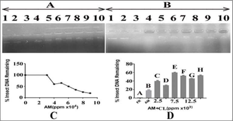 Effect of A.mexicana on insect DNA and protection by using methanolic extract of C. limon leaves. Panel (A), Lane 1: control i.e. DNA in TAE buffer; lane 2: DNA in DMSO; lane 3: DNA with FR; Lanes 4-10 contained DNA, A. mexicana extract in increasing concentrations i.e. 30000, 40000, 50000, 60000, 70000, 80000 and 90000 ppm, respectively. Panel (B), Lane 1:control containing DNA in TAE buffer; lane 2: DNA in DMSO; lane 3: DNA with FR. The lanes 4-10 contained DNA, increasing concentrations of lemon leaves extract i.e. 2500, 5000, 7500, 10000, 12500 and 15000 ppm respectively, and a fixed concentration of A. mexicana extract i.e. 90000. AM=A. mexicana; CL=C. limon; panel C: represents an estimate of data from panel A, lanes 1, 4 to 10, respectively; panel D: represents an estimate of data from panel B, lanes 3 to 10, respectively.
