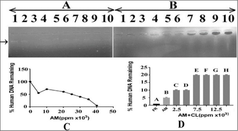 Effect of A. mexicana on human DNA isolated from blood and protection by methanolic extract of C. limon leaves. Panel (A): lane 1 control containing DNA in TAE buffer; lane 2: DNA in DMSO; lane 3: DNA with FR. Lanes 4-10 contained DNA with hexanolic extract of A. mexicana leaves in increasing concentrations i.e. 5000,10000, 2000, 25000, 30000, 35000 and 40000 ppm, respectively. Panel (B): lane 1; control containing DNA in TAE buffer; lane 2: DNA in DMSO; lane 3: DNA with FR. Lane 4: DNA with A. mexicana hexanolic extract (40000ppm). Lanes 5-10 contain DNA, increasing concentrations of C. limon methanolic leaves extract i.e. 2500, 5000, 7500, 10000, 12500 and 15000 ppm and fixed concentration of A. mexicana hexanolic extract (40000ppm). AM=A. mexicana; CL= C. limon; panel C: represents an estimate of data from panel A, lanes 1, 4 to 10, respectively; panel D: represents an estimate of data from panel B, lanes 3 to 10, respectively.