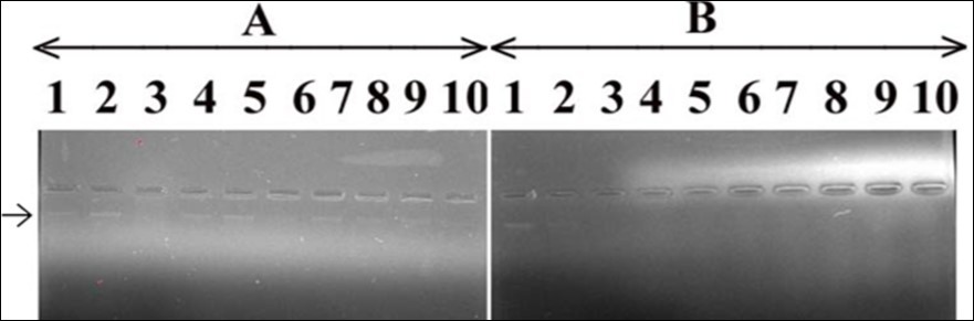 Effect of T. peruviana on human DNA and protection by C. limon leaves extract. Panel (A) The lane 1; control, DNA with TAE, lane 2; DNA and DMSO, lane 3; DNA with FR and remaining lanes 4-10 contain DNA, T. peruviana in increasing concentrations i.e. 5000, 10000, 2000, 25000, 30000, 35000 and 40000 ppm, respectively. Panel (B) The lane 1; control, DNA with TAE, lane 2; DNA and DMSO, lane 3; DNA with FR, lane 4; DNA, T. peruviana (40000ppm). Remaining lane 5-10; DNA+T. peruviana (40000ppm) and varying concentrations of C. limon leaves extract i.e. 2500, 5000, 7500, 10000, 12500 and 15000 ppm, respectively.