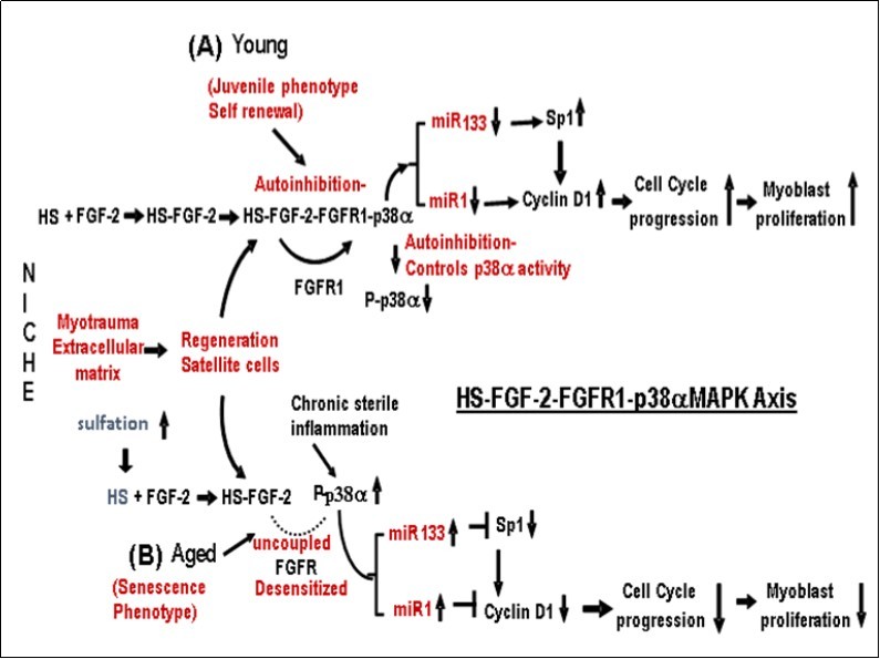 The role of the HS-FGF-2–FGFR1-p38αMAPK Axis in the regulation of skeletal muscle satellite cell (MuSC) proliferation-differentiation in (A) juvenile (young) and (B) aged MuSCs. (A) Juvenile (Young) MuSC: The level of P-p38αMAPK activity in juvenile MuSC is regulated by FGFR1 autoinhibition and is coupled to and regulated by the interaction of HS-FGF-2 with FGFR1 that forms and activates the HS-FGF2-FGFR1-p38αMAPK-Axis. This regulates the beneficial homeostatic level of p38αMAPK activity and downregulates miR-1/miR-133 synthesis thus stimulating the expression of the cell cycle regulators, Sp1 and cyclin D1 and the progression of myoblast proliferation. (B) Aged – Senescent MuSC: Control of P-p38αMAPK is uncoupled by the desensitization-dysregulation of FGFR1 signaling; its level of activity is thus increased in response to elevated endogenous sterile inflammation in the absence of FGFR1 involvement. The increased P-p38αMAPK activity stimulates miR-1/miR-133 levels thereby enhancing their inhibition of Sp1 and Cyclin D1 respectively; this results in the G1/S cell cycle arrest. (C). Reversal of IGA in Aged Tissue: Reversal of the Cell Cycle arrest in aged skeletal MuSC is as follows: The age-associated over-sulfation of HS decreases, i.e., it is down regulated to the levels in juvenile MuSC. The HS-FGF-2 interaction with FGFR1 is reinitiated thereby establishing the level of juvenile FGFR1-coupled regulation of MuSC P-p38αMAPK; the decline of miR-1 and miR-133 levels, promotes reactivation of Sp1 and Cyclin D1; cell cycle progression and cell proliferation is initiated, i.e., reprogramming of the aged MuSCs. This Figure does not include the synergistic interaction of spry1 with the kinase domain.