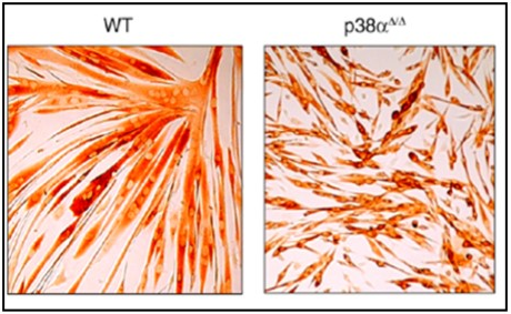 Multinucleated myotube formation is inhibited by p38αMAPK deficiency. Wt and p38αD/DMAPK myoblast cultures were induced to undergo myoblast fusion. The immunohistochemical data show that myogenic cells do not exhibit cell cycle withdrawal and terminal differentiation; that p38αMAPK deficient myoblasts have impaired ability to exit the cell cycle; the p38aD/DMAPK myoblasts also exhibit an enhanced proliferative potential. Myogenic cells lacking p38αMAPK possess an increased propensity for self-renewal. (This figure is a modification of Figure 3A from Perdiguera et al. EMBO J 26, 1245, (2007) with permission of the publisher.)