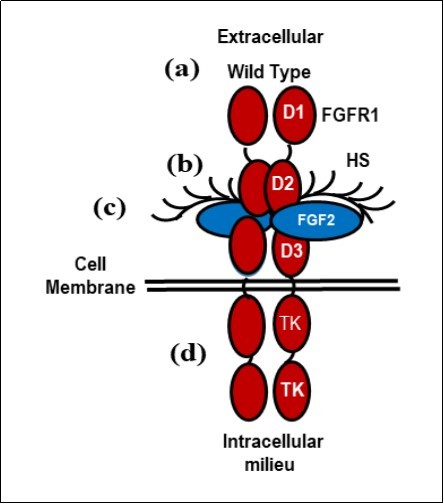 The formation and stabilization of a 2:2:2 HS-FGF-2-FGFR1 signal transducing dimer. (a) The wild type HS-FGF-2-FGFR1 complex; (b) The extracellular complex consisting of the immunoglobulin domains, D1, D2, and D3; the FGF-2 ligand and bound heparan sulfate (HS). (c) The linker between immunoglobulin domains D2 and D3 affect the affinity and specificity of the receptor; (d) The intracellular tyrosine kinase domain (TK) that activates downstream targets, e.g p38αMAPK. (This figure is a modification of Figure 5 in DM Ornitz et al. Dev. Bio. 4, 215-266 (2015) with permission of the publisher