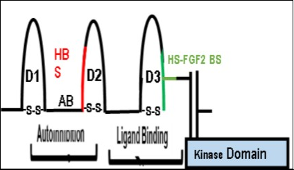 A schematic diagram of the extracellular FGFR Domains and the Intracellular Kinase Domains. The model shows the extracellular autoinhibition and ligand binding domains of FGFR1. The Acid Box or AB linker is involved in the process of autoinhibition and is localized between D1 and D2. In our model, direct inhibition of HS binding to FGFR1 attenuates the autoinhibitory process and is mediated by the AB linker (See Figure 7-Closed Model). On the other hand, the removal of the AB linker by alternative splicing eliminates the autoinhibitory function of the extracellular domain (D2). The heparan sulfate-binding site (HBS-Red) is in D2. The Ligand Binding Site is composed of the D2-D3 linker region and the D3 domain (GREEN). The heparan binding site (HBS: RED) is in D2 and the Heparan sulfate-FGF2 binding site (GREEN) is in D3. (This figure is a modification of Figure 2 in Mohammadi, M et al. Cytokine Growth Factor Rev. 16, 107-137 (2005) with permission of the publisher