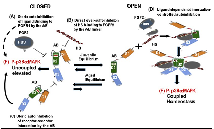 The heparan sulfate, FGF-2, FGFR1, interactions of the OPEN-CLOSE model that regulates the HS-FGF-2-FGFR1-p38αMAPK Axis in juvenile MuSCs and promote the desensitization-dysregulation of FGFR1 signaling in aged MuSCs. A, B, C: The CLOSED model in juvenile MuSC: The equilibrium in juvenile MuSC favors the OPEN function of HS-FGF2-FGFR-1-p38αMAPK axis. In this model there is a (A) controlled autoinhibition that prevents uncontrolled FGF signaling which controls the level of p38αMAPK activity; this also maintains beneficial levels of P-p38αMAPK activity and beneficial homeostatic levels of P-p38αMAPK activity. This supports a balanced myogenesis. In the aged MuSCs the equilibrium favors the desensitization-dysregulation of FGFR1 and inhibition of the HS-FGF-2-FGFR1-p38αMAPK Axis. The desensitization of. the Axis Heparan sulfate (HS) thus enforces the elevation and stabilization of levels of P-p38αMAPK activity. This physiological picture of the exogenous D1, D2, D3 FGFR1 domains that mediate the (D) ligand dependent dimerization needed for signal activation. In this model the level of autoinhibition of FGFR1 tightly regulates the level of coupled p38αMAPK signaling activity by (A) (a partial) steric autoinhibition of ligand binding to FGFR1; (B) Direct (partial) sulfoinhibition of HS binding to FGFR1; (C) Partial steric autoinhibition of receptor-receptor interaction. The levels of these interactions in the juvenile MuSCs regulate the beneficial, homeostatic levels of P-p38αMAPK (and other Axis targets) as depicted by the OPEN model. D, E, F: The OPEN model The equilibrium indicates that the OPEN model predominates thus promoting the progression of myogenesis. This establishes the level of P-p38αMAPK activity needed for the beneficial functions of the juvenile MuSCs (D, E, F). This physiological milieu promotes the replicative and regenerative capacity in myogenesis. This figure is a modification of Figure 6 in Kalinina J. al. Structure 20, 77-88 (2012) with permission from the publisher.