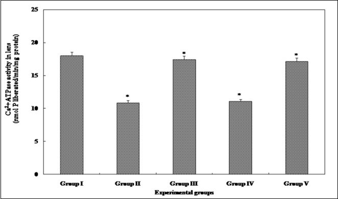 Calcium ATPase activity in the eye lens from from different experimental group animals. Each value represents mean ± SD of 4 determinations using samples from different preparations. The difference in Ca2+ ATPase activity observed between groups I & II and groups II & III-V animals were statistically significant at * p < 0.05.