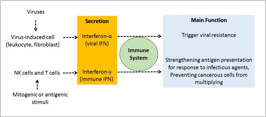 General functions of IFN-α and IFN-γ. IFN-α stimulates viral resistance, whle IFN-γ enhances antigen presentation to strengthen the immune response.