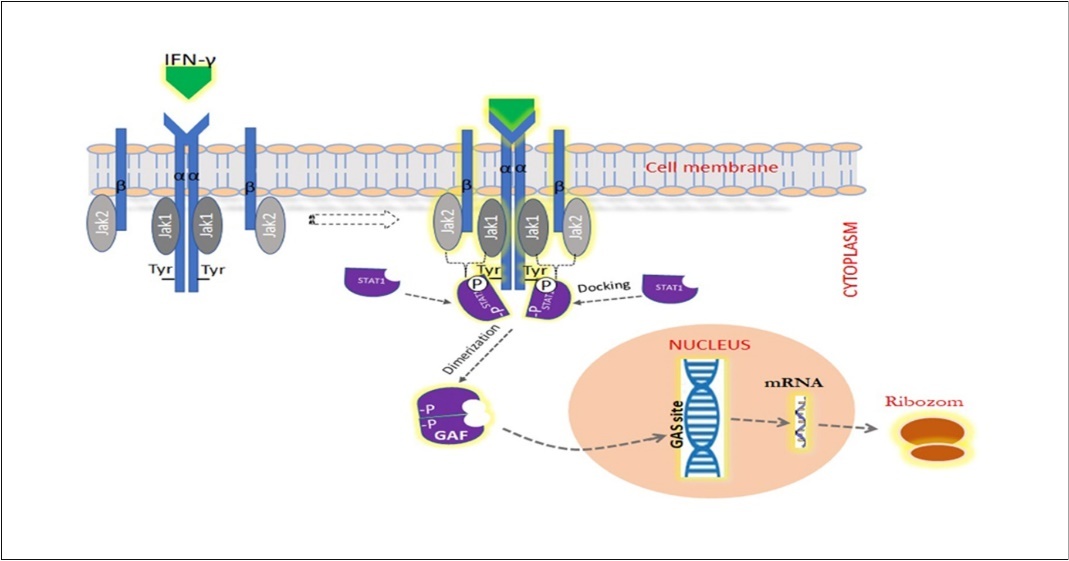 IFN-γ signal path. Binding of IFN-γ to IFN-γR1/2 receptors leads to activation of pairs of JAK and STAT transcription factors that overlap with tyrosine phosphorylation. Phosphorylated STAT1 proteins are homodimerized through mutual phosphotyrosine interactions and GAF is formed. Then, the GAF (gamma-activated factor) passes to the nucleus by translocation and connects to a nine-nucleotide consensus sequence known as GAS (gamma-activated site). This region contains more than 200 protein-coding genes.