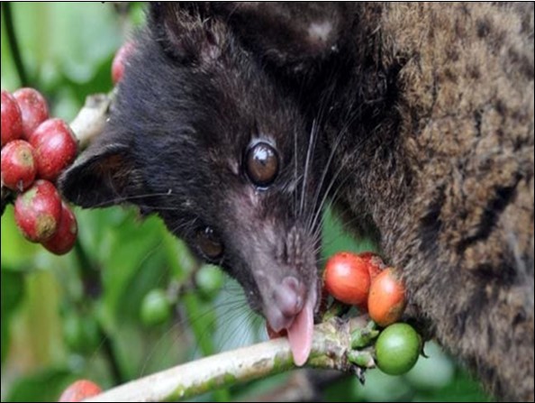 A wild civet gathers ripe coffee cherries.