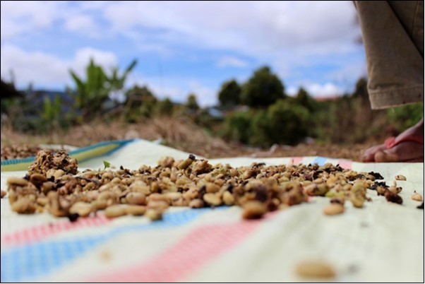 Coffee beans drying process (possibly contaminated??)