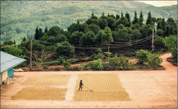 Coffee beans drying process (possibly contaminated??)