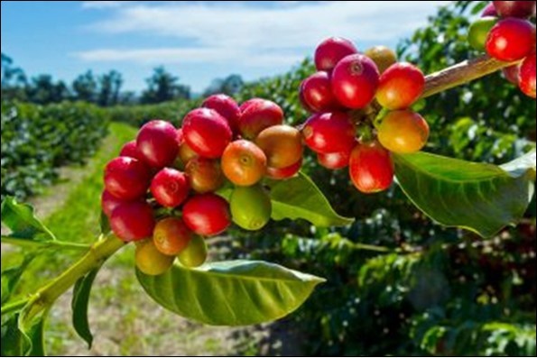 A unique and exotic coffee beans