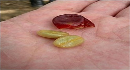 After the coffee beans are collected, the remaining fruit is sundried and brewed into coffee cherry tea.