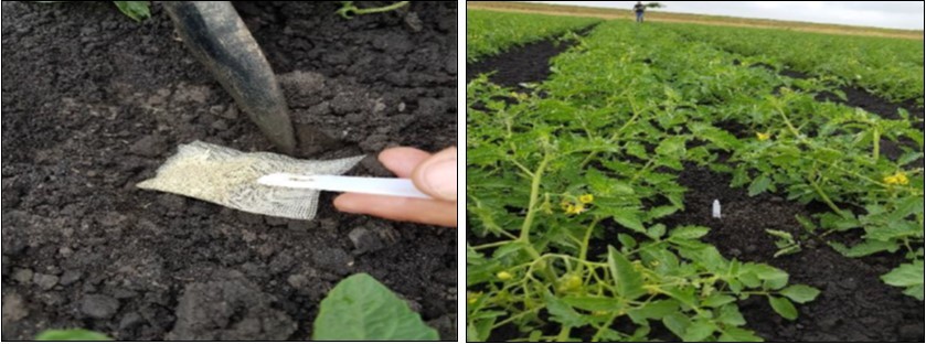 Planting of the litterbags.