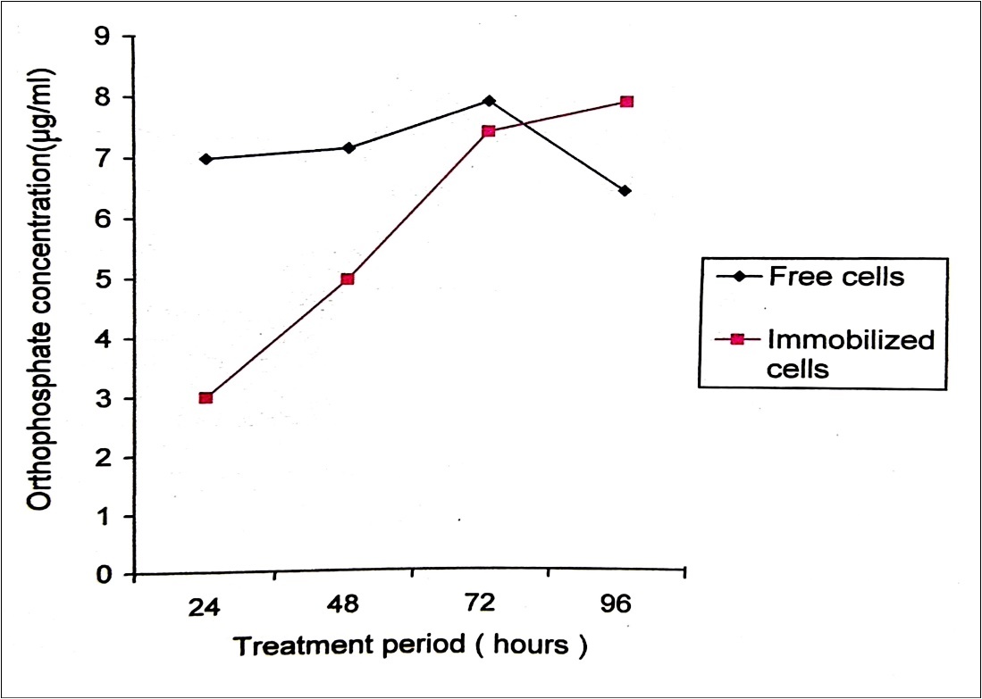 Orthophosphate released during the degradation of 150ppm Malathion by free and immobilized cells of P. stutzeri