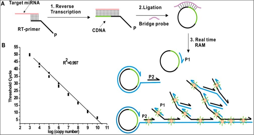 Principle of isothermal ramification amplification (RAM) for sensitive and real-time quantitative analysis of miRNA. (A) This assay that is based on threshold cycle (CT) principle. It has three coordinated steps: 1. Reverse transcription of miRNA, 2. C-Probe ligation, and 3. Ramification amplification. (B) Dynamic range and sensitivity of Synthetic let-7a (from 103 to 1010 copies per reaction, 10 nM to 1 fM) 26.