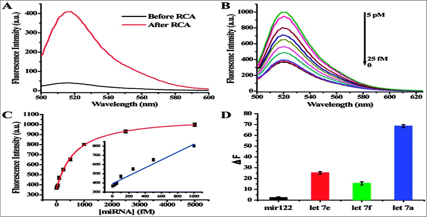 Sensitive and selective miRNA detection using the dual amplification method. (A) Fluorescence spectra before and after RCA reaction. (B) Fluorescence spectra of dual amplification method over a range of target miRNA concentrations. (C) The relationship between the fluorescence intensity change and target miRNA concentration. (D) The dual signal amplification assay differentials the let-7 family. From reference 27.