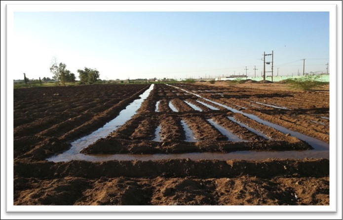 First irrigation of Sunflower (Serena and Opera), Farm of the college of Agriculture, University of Bahri at Alkadaro - Sudan (2017/2018)