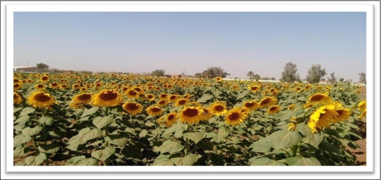 Sunflower (Serena and Opera) at flowering stage-Farm of the College of Agriculture, University of Bahri - Alkadaro-Sudan (2017/2018)
