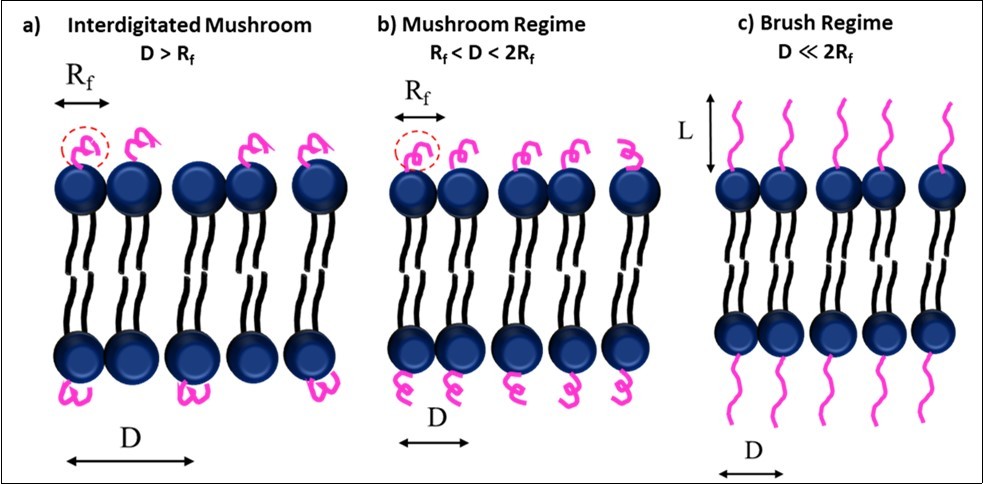 Regimes in a PEG coated liposome a) Interdigitated Mushroom; b) Mushroom Regime; c) Brush Regime