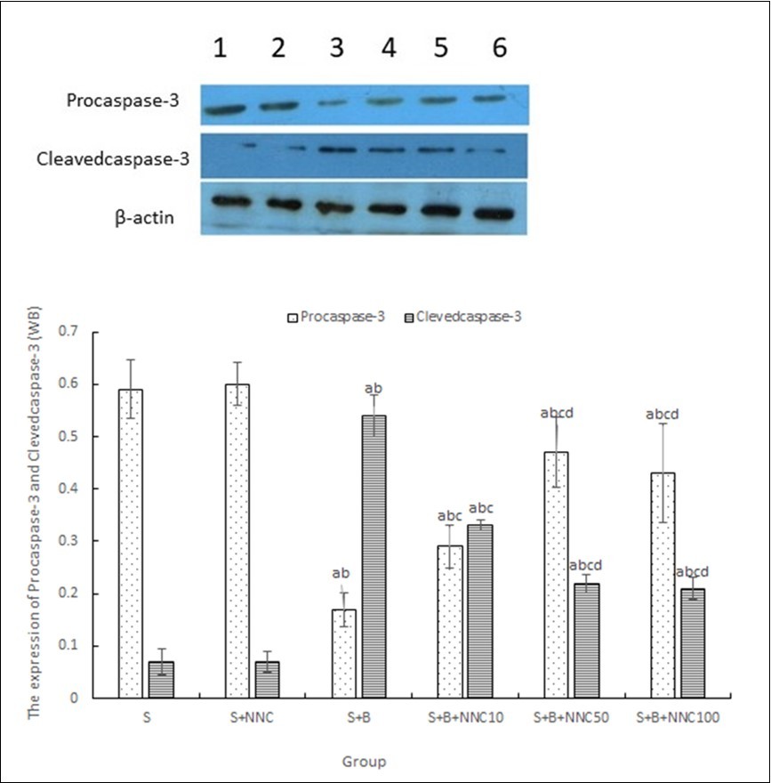 The expression of Caspase-3(Procase-3 and Cleavedcaspase-3) (Mean+S.D, n =3). Procaspase-3 (inactive form) and cleaved caspase-3 (active form) expression was measured by western blot analysis Lane 1 = S group; Lane 2 = S+NNC 100 group; Lane 3 = S+B group; Lane 4 = S+B+ NNC 10 group; Lane 5 = S+B+NNC 50 group; Lane 6 = S+B+NNC 100 group. aP<0.05 vs. S group; bP<0.05 vs. S+NNC 100 group; cP<0.05 vs. S+B group; dP<0.05 vs. S+B+NNC 10 group.