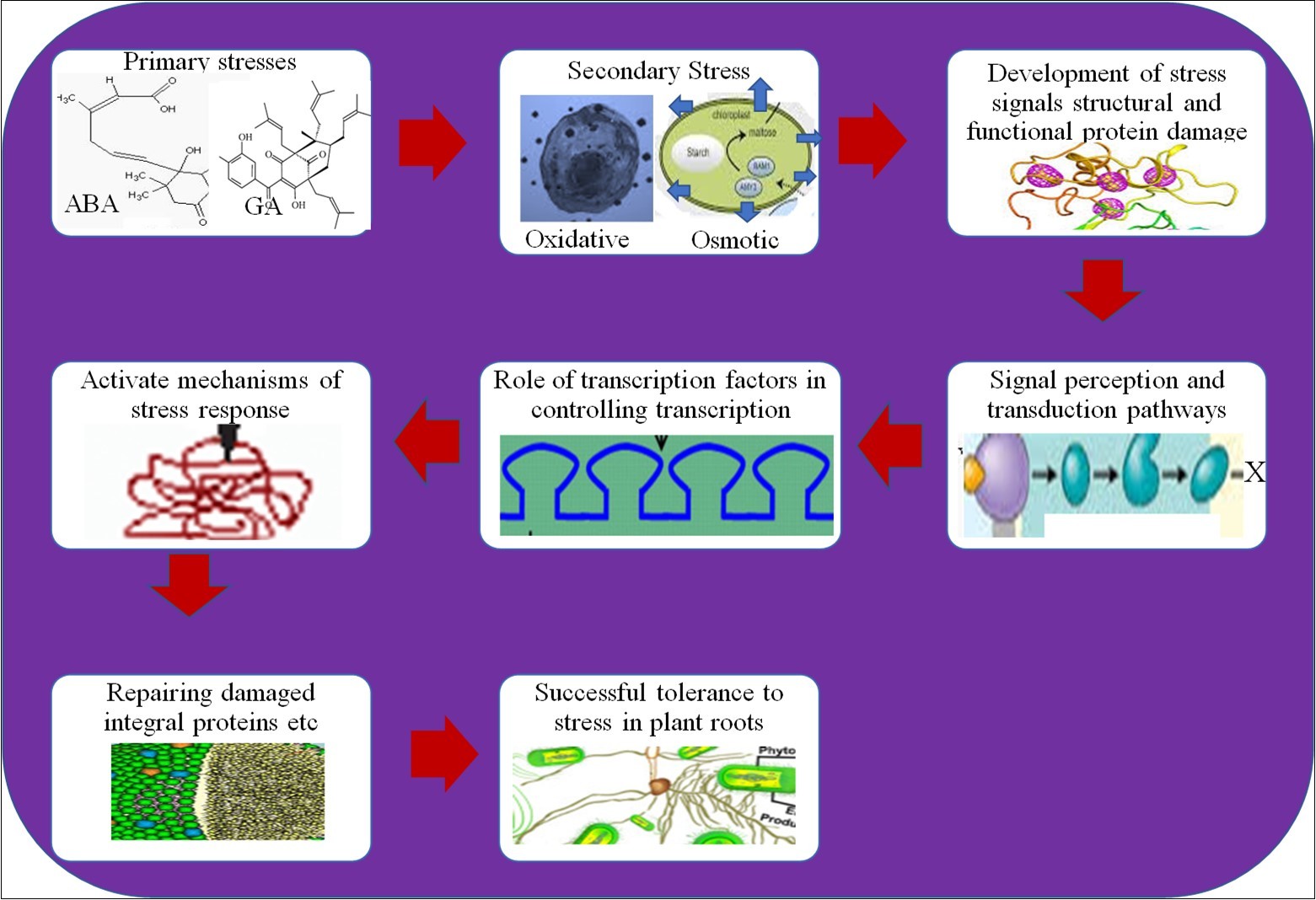 Internal mechanism of Tolerance/Resistance to various stresses