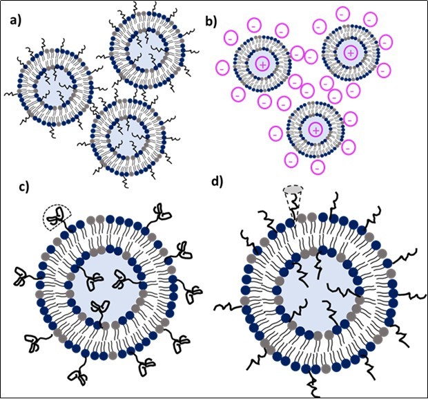 Schematic representation of a) steric stabilization of liposomes, b) electrostatic stabilization via opposite charges , c) mushroom regime with coiled PEG chains , and d) brush regime with extended PEG chains
