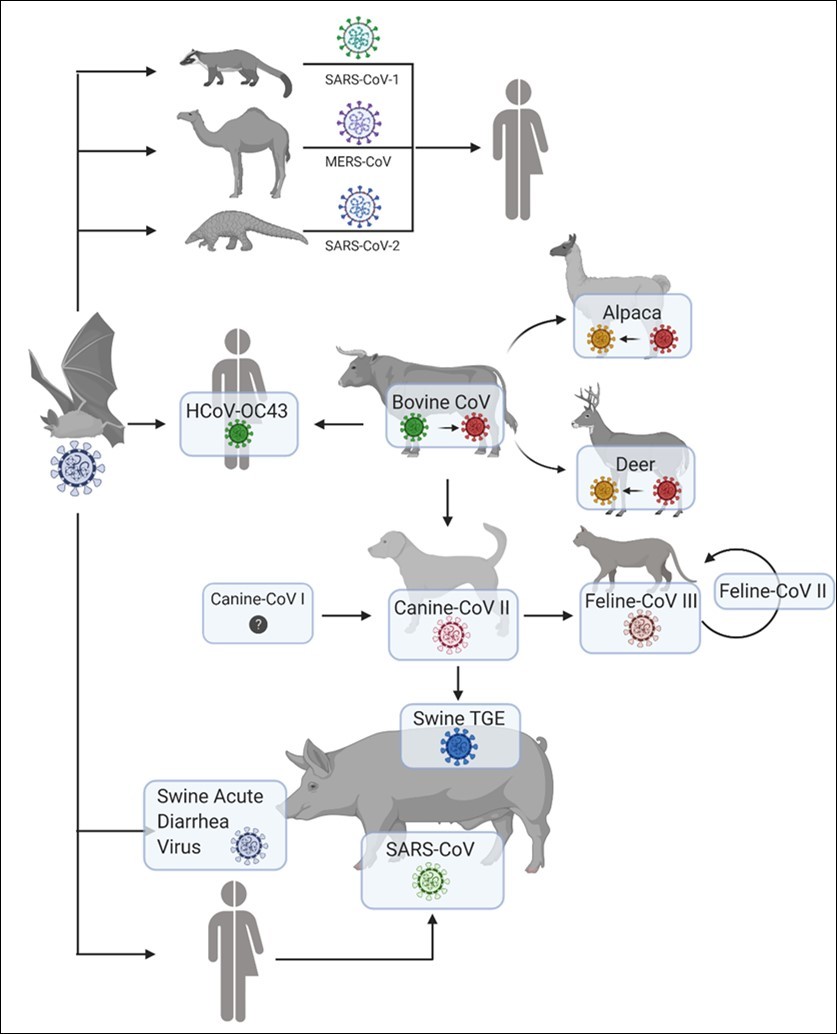 Corona virus's cross-species. SARS-CoV-1 transmitted and adapted to a wild animal, palm civet, which used to be sold for the food in Chinese Wet Markets. MERS-CoV transmitted from bat to camel then from camel to human. HCoV-OC43 and bovine CoV are closely similar ancestry. Bovine CoV has also spread to many different animals, like alpaca, wild ruminants, canine, and wine. While Feline coronavirus I and canine coronavirus I have a similar ancestor, canine coronavirus I underwent recombination with an unknown coronavirus that give rise to canine coronavirus II. Then canine coronavirus II with Feline coronavirus I underwent recombination (in an unknown intermediate host) resulting in feline coronavirus II. Canine COV II transmitted to pigs, give rise transmissible gastroenteritis virus.