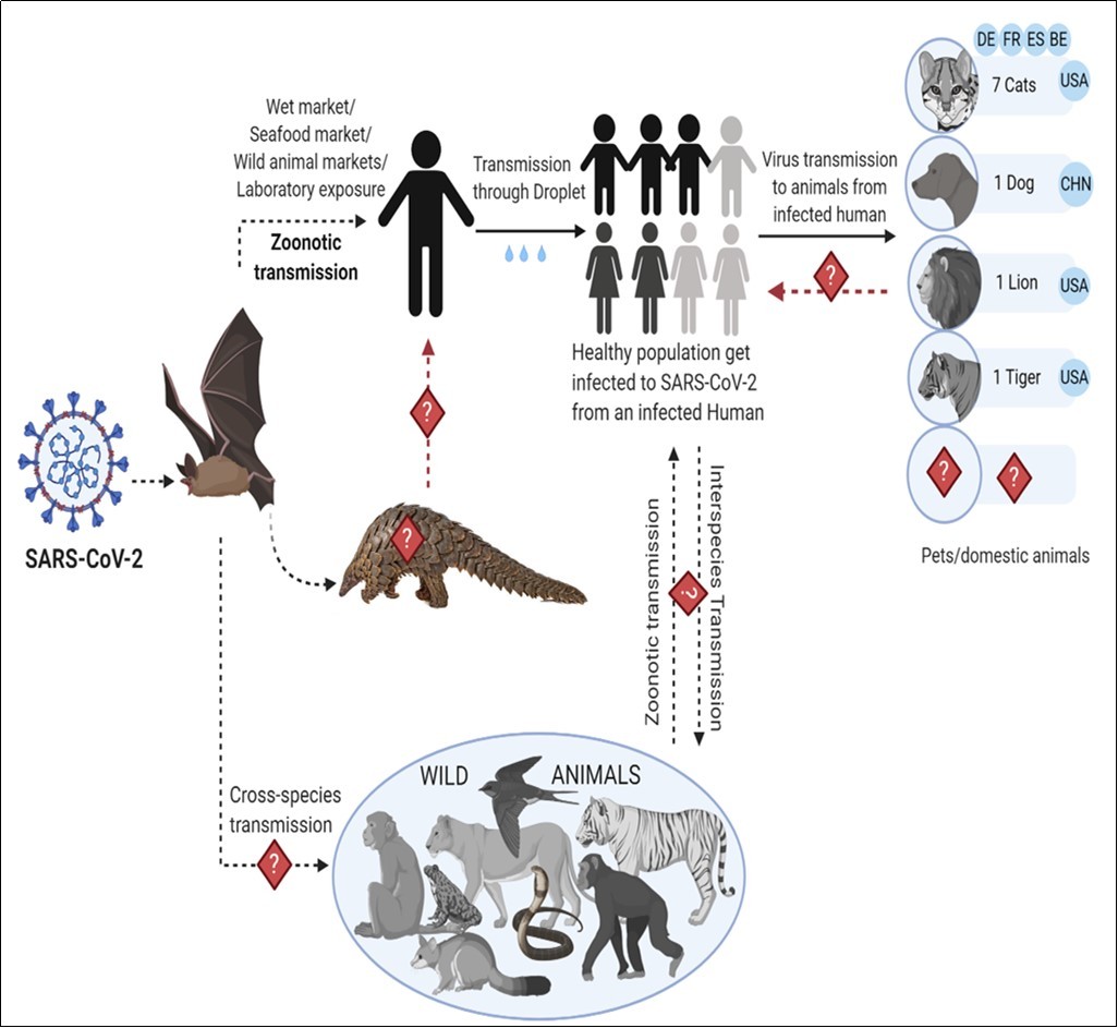 The possible mode of transmission of SARS-CoV-2. Bats can act as primary reservoirs for novel coronavirus; SARS-CoV-2. SARS-CoV-2 may cross the species barrier into pangolins, in wild and other live-animals in seafood/wet market. Consumption of infected animals as food items are the major source of infection transmission in humans, and human-to-human transmission through droplets/fomites, which results in community transmission as well as human-to pet animal spread. Dotted arrows showing the possibility of virus spread from bat to animals or humans whereas the solid black arrows indicate the confirmed transmission of virus.