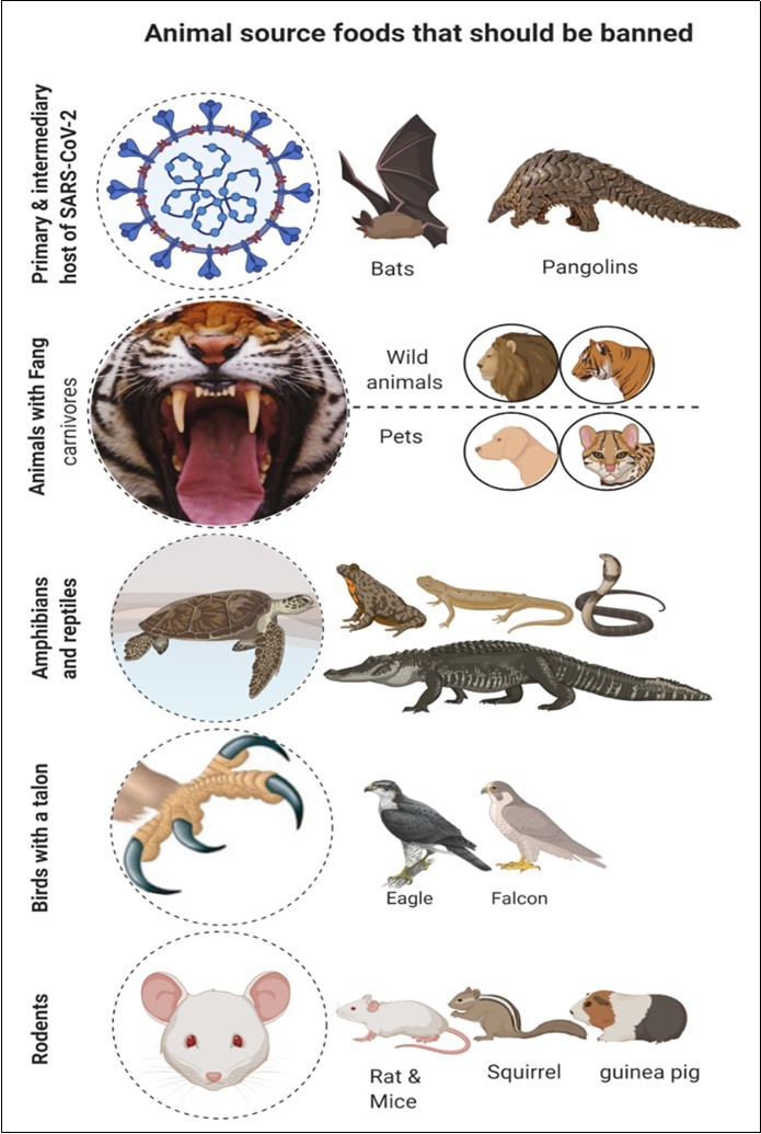 Strict regulations have to be activated to stop hunting and consuming wild animals as a source of food. An ideal approach and comprehensive understanding of wildlife animals ' culture is essential to minimize the risk of the future animal-origin epidemics and pandemics.
