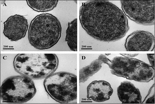 Comparison of damage induced by UV and IR emissions (a) control sample (b) UV treated sample (c) IR treated sample (d) UV and IR combined treated sample 10.