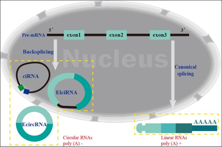 The formation of different forms of circRNA in the nucleus is different from that of linear RNA. Finally,EcircRNA and linear RNA located outside the nucleus, while ciRNA and elciRNA located inside.