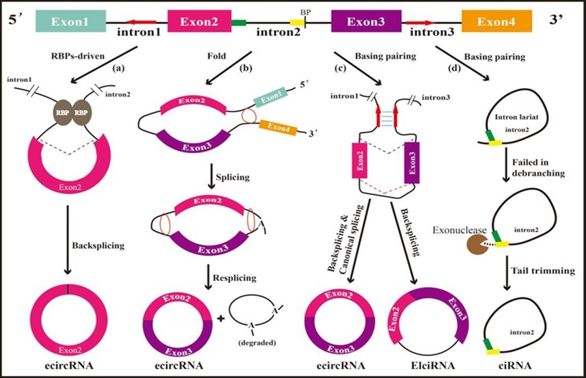 Schematic diagram of the biosynthesis of circRNAs. The pre-mRNA on the top of this diagram will synthesize different types of circRNAs through distinct splicing way of (a), (b), (c), and (d). The red arrows above introns represent reverse complementary sequences. In the intron2, the green and the yellow rectangle represents the 7-nt GU-rich sequence and the 11-nt C-rich sequence, respectively. BP means branching point. (a) Circularization depends on RNA binding proteins (RBPs). (b) Lariat-driven circularization. The red circles in this splicing way represent the splicing sites. (c) Intron pairing-driven circularization. (d) Formation of circular intronic RNAs (ciRNAs).