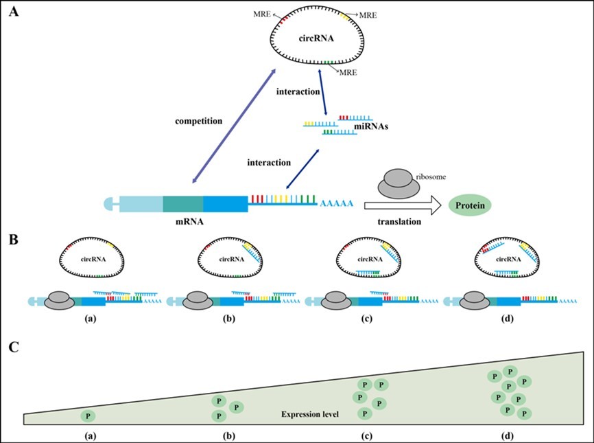 The schematic of circRNA-miRNA-mRNA regulation axis. A. CircRNAs as one of ceRNAs compete with mRNA for binding to miRNAs; circRNAs and mRNAs all contain MREs inside (MREs are represented by red, yellow, and green small vertical lines). CircRNAs and mRNAs interact with homologous MREs on miRNAs via base complementation. B. The competitive binding of miRNA between circRNA and mRNA. C. The expression level of the mRNA. Every (a), (b), (c), and (d) in B or C is corresponding. (a) When three sites on mRNA bind to the miRNA, the inhibitory effect is strongest during translation and the expression level of protein is the lowest. (b) When one site on the circRNA and two sites on the mRNA bind to the miRNA, the inhibitory effect is stronger during translation and the expression level of protein is lower. (c) When two sites on the circRNA and one site on the mRNA bind to the miRNA, the inhibitory effect is weaker during translation and the expression level of protein is higher. (d) When three sites on circRNA and no site on mRNA bind to the miRNA, the inhibitory effect is weakest during translation and the expression level of protein is the highest.