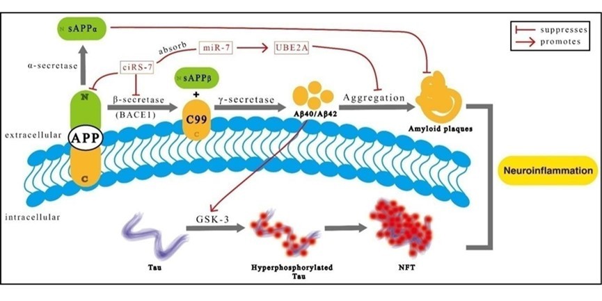 Schematic of AD pathogenesis. The generation and aggregation of amyloidogenic Aβ peptides outside of the cell leads to the formation of amyloid plaques. The hyperphosphorylation of Tau protein results in formation of intracellular neurofibrillary tangles. Amyloid plaques and neurofibrillary tangles synergy cause neuroinflammation. Illustration of graphic symbols is in the black box at the top right.