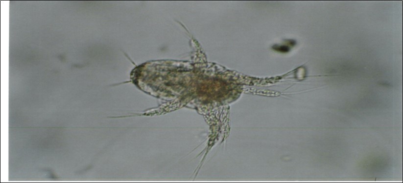 Nauplius hatched from egg sacked Cyclops.