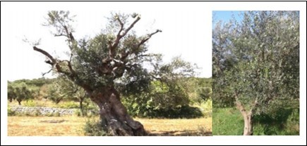 (left) Old olive tree heavily compromised which, after the first cycle of treatments with microbial consortia, has shown a clearly improved resilience and re-vegetation – (right) Younger tree showing and improved resilience to decline after pruning and treatment with consortia containing mycorrhizal fungi and bacteria (see also https://youtu.be/AXdbb4xrImQ).