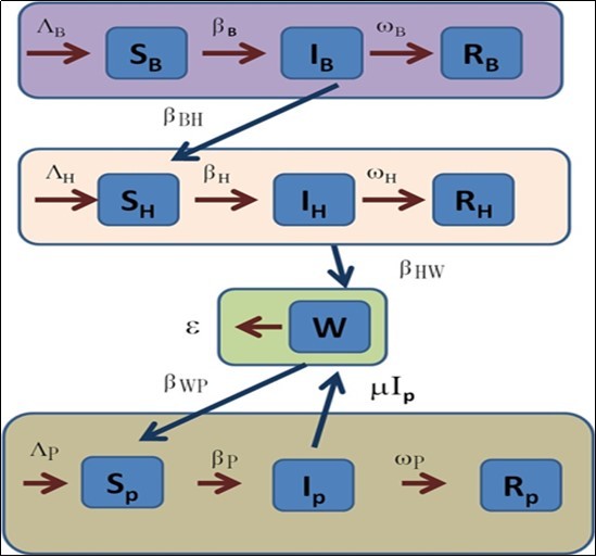 The Flowchart of the model proposed in this paper. The infection source is shown in violet color and it is a bats population, represented with B subscript. The host region is pink and depicted with the H subscript (some bioinformatics studies indicated that could be pangolin population 8). The Reservoir (green region) was the Seafood Market in Wuhan, and now is any region in the world. Finally, the human people are the last section and identified with the P subscript.