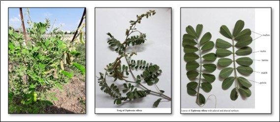 a. Plant of Tephrosia villosa b. Twig of Tephrosia villosa c. Leaves of Tephrosia villosa showing adaxial and abaxial surfaces