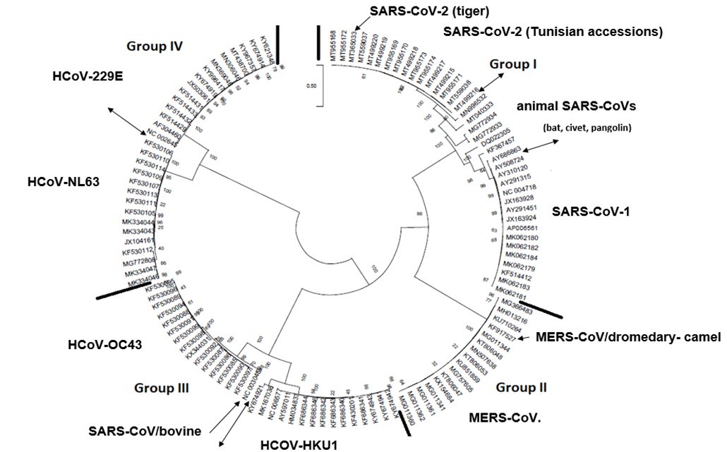 The circle form of a phylogenetic tree produced by the maximum likelihood algorithm under assumption of the general-time reversible (GTR) substitution model coupled to a discrete gamma distribution (+G) option of MEGAX software 15. Four major groups were delineated. The numbers above the branches indicate the bootstrap confidence value. The scale bar shows the number of substitution per nucleotide. Thick black lines indicate the demarcation line between phylogenetic groups. Double headed-arrows show the demarcation line between coronavirus species groups. Single headed-arrows represent the animal coronavirus species having shifted and integrated the human coronavirus phylogroups.