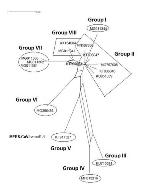 NeighborNet for 16 sequences of spike glycoprotein-coding gene of coronaviruses lineages of MERS/CoV belonging to cluster II. The networked relationships indicate the presence of reticulate events. Boxes imply likelihood of recombination. The phylogenetic network, constructed, using SplitsTree4 software, delineated eight distinct clusters. The scale bar shows the number of substitution per nucleotide.