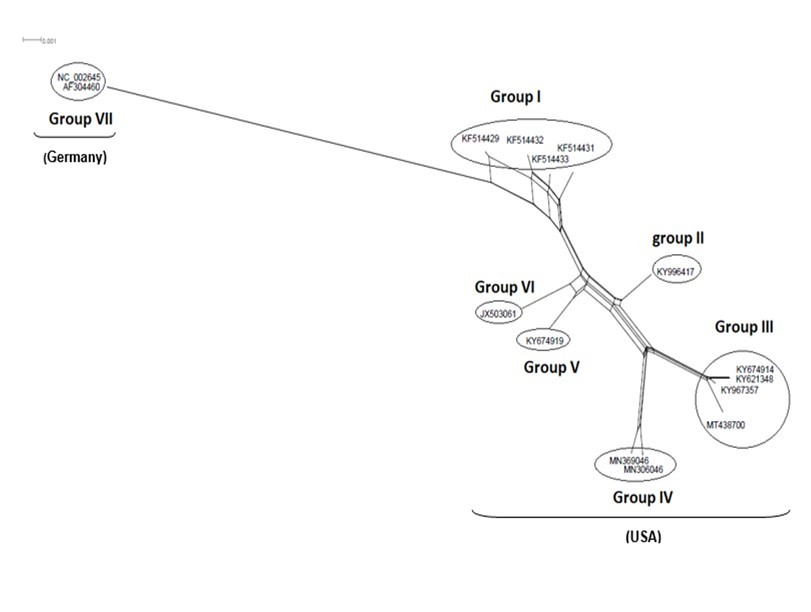 NeighborNet for 15 sequences of spike glycoprotein-coding gene of coronaviruses lineages of HcoV/229E belonging to cluster III (subgroup I). The networked relationships indicate the presence of reticulate events. Boxes imply likelihood of recombination. The phylogenetic network constructed, using SplitsTree4 software, delineated seven distinct clusters. The scale bar shows the number of substitution per nucleotide.