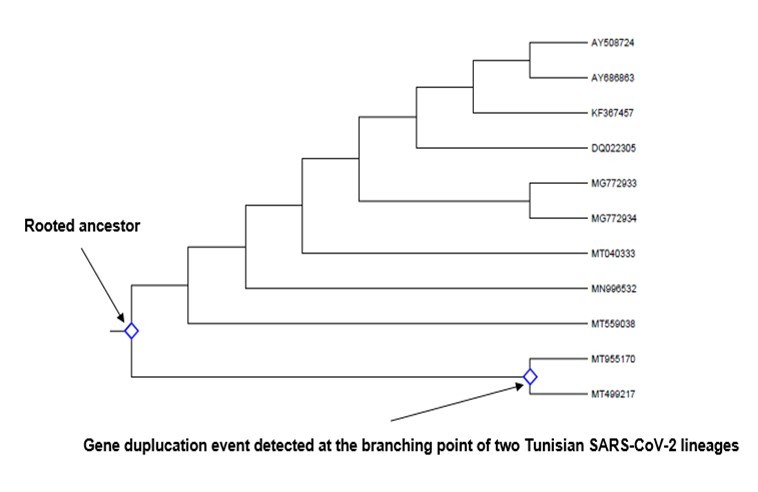 Cladogram depicting gene duplication events in the rooted ancestor as well as in the node of two Tunisian SARS-CoV-2 lineages (shown by two arrows). Identification was done by searching for all branching points in the topology with at least one species that is present in both subtrees of the branching point. An unrooted gene tree was used for the analysis such that the search for duplication events was performed by finding the placement of the root on a branch or branches that produced the minimum number of duplication events. Evolutionary analyses were conducted in MEGA-X.