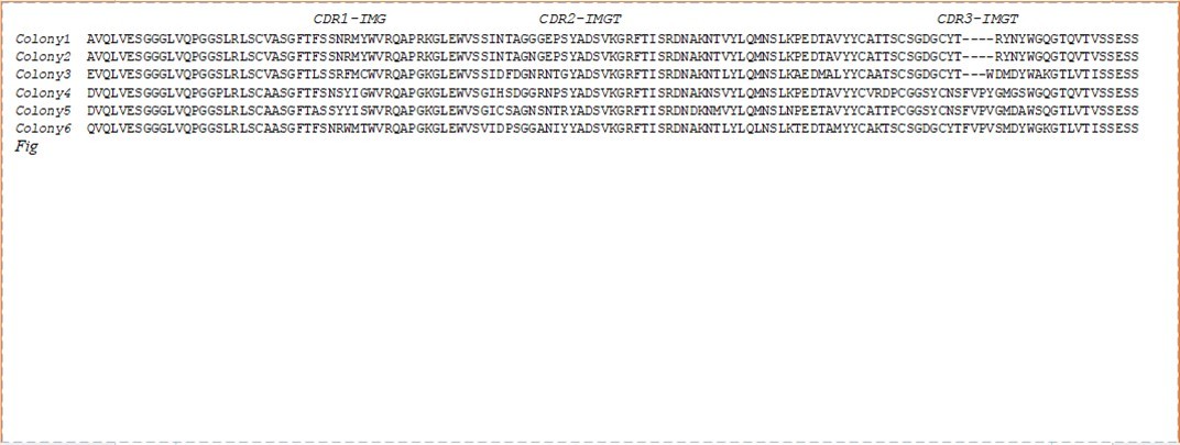 Protein sequencing alignments results of six colonies by ClustalW software