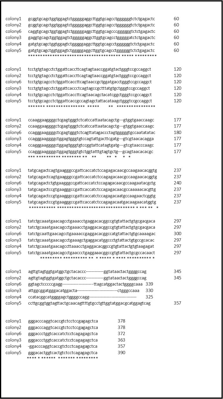 Clustal O multiple nucleotide sequencing alignments