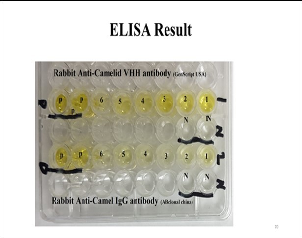 Result of ELISA test for VHH production of six colonies using two different antibodies