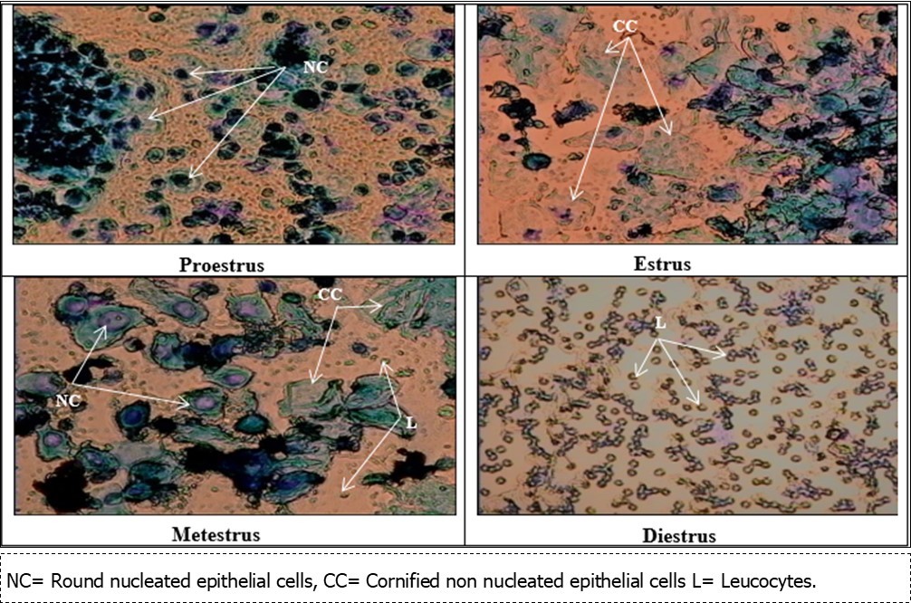 Photomicrographs of vaginal smear from cavies at proestrus, estrus , metestrus and diestrus phases observed under a light microscope at 40 x objective lens.