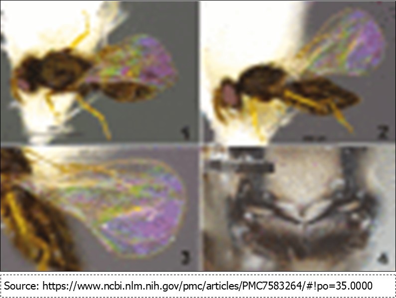 Tachinobia repanda Bouček (Hymenoptera: Eulophidae). (1) Female, dorsal view; (2) Female lateral view; (3) Forewing; (4) Lower part of scutellum+dorsellum+propodeum.
