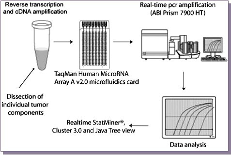 Subsequent to dissection of individual tumor components, RNA was isolated, reverse transcribed and cDNA amplification was carried out. Following loading of Taqman Human miRNA Array A v2.0 microfluidics card, real time amplification was performed on ABI 7900 HT platform. Data analysis was done with Realtime statminer, Cluster 3.0 and Java Tree view.